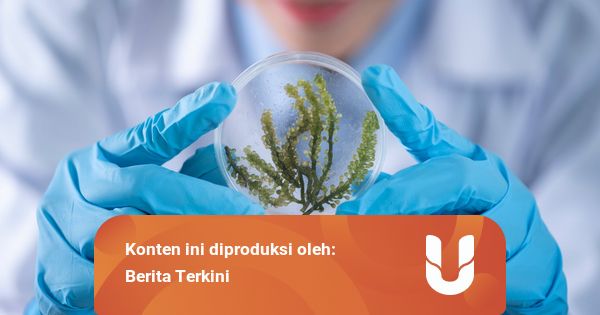 Contoh Rumusan Masalah Biologi dan Hipotesisnya